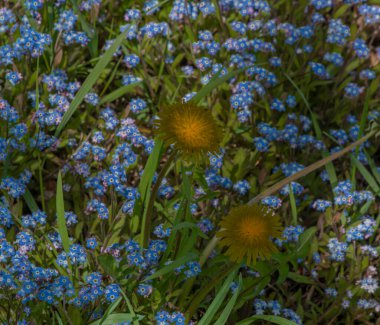 Mavi beni unuttu Baharda yeşil çimlerde sarı karahindiba çiçekli değil güneşli bir günde