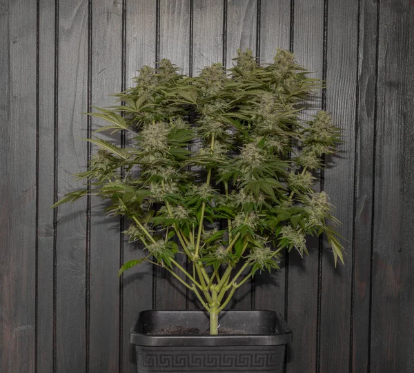 White Russian Variety Marijuana Flower Scrog Indoor Method Brown Wooden — Stock Photo, Image