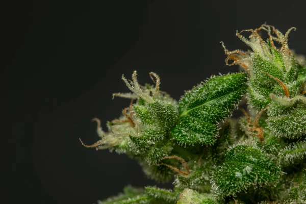 Wit Russische Variëteit Van Marihuana Bloem Macro View Met Zwarte — Stockfoto