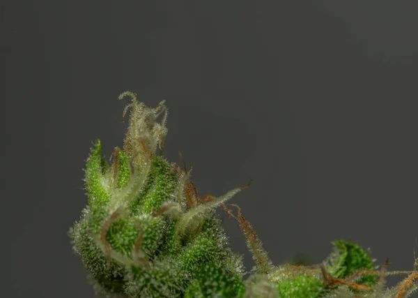 Branco Russo Variedade Maconha Flor Macro Vista Com Fundo Cinza — Fotografia de Stock