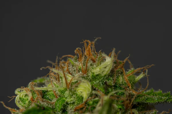 Zralý Květ Speciální Královny Odrůdy Lékařské Marihuany Černým Pozadím — Stock fotografie