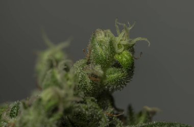 Beyaz Rus marihuana çiçeği çeşitliliği siyah gri arka planlı makro manzara
