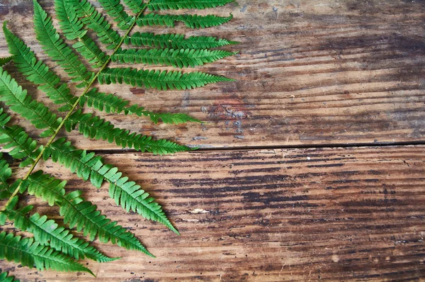 Samambaia verde na textura fundo de madeira . — Fotografia de Stock