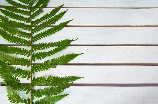 Green Fern op witte houten achtergrond. — Stockfoto