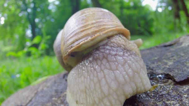 Um caracol coloca para fora seus chifres — Vídeo de Stock