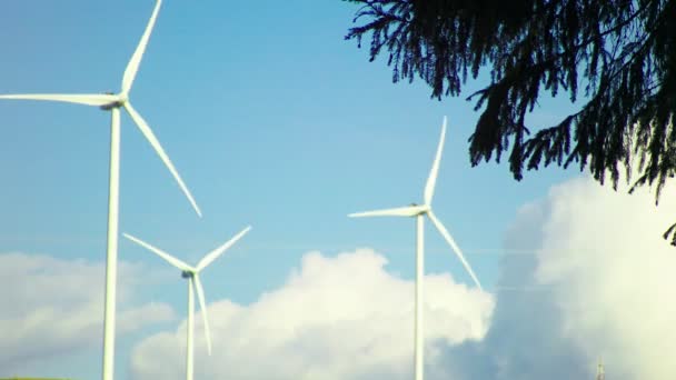 Ind boerderij met lucht en wolken en takken van coniferen boom — Stockvideo