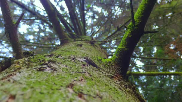 Slip on the trunk of a spruce — Stock Video