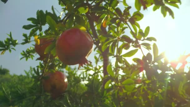 Sonnenschein auf Granatbaum nach dem Regen — Stockvideo