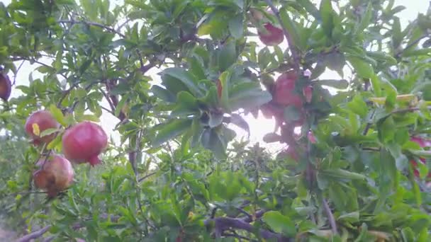 Rijpe granaatappel boom vruchten bij zonsondergang — Stockvideo