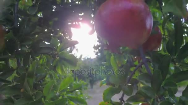 Ripe pomegranate tree fruits at sunset — Stock Video
