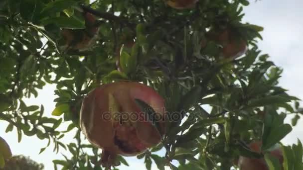 Ripe pomegranate tree fruits at sunset — Stock Video