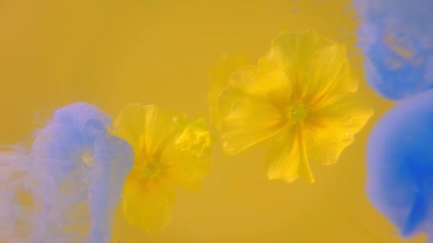 Fleurs flottantes jaune clair lentement enveloppées dans de l'encre de couleur bleue — Video