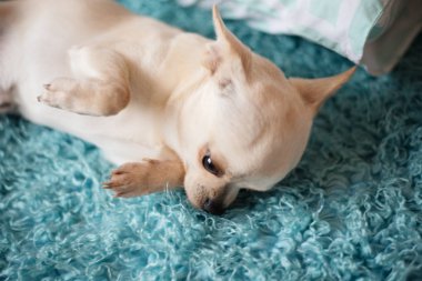 Bir turkuaz mavi halı üzerinde evde yalan beyaz chihuahua köpek