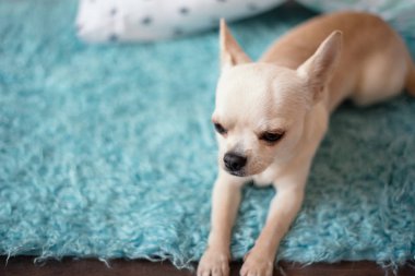 Bir turkuaz mavi halı, ahşap zemin evde yalan beyaz chihuahua köpek