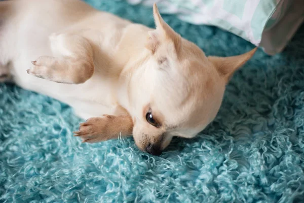 Белая чихуахуа собака лежит на бирюзовом голубом ковре, дома — стоковое фото