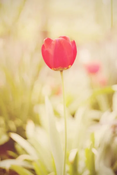 Flower. Amazing red tulip flower & green grass background. Red tulip flower Tulip flower. Cute flower. Color tulips flower. Colored flower. Sunny flower. Sun, sun haze, glare.