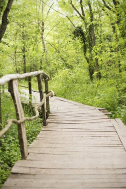 Bir orman içinde ahşap köprü. Bulgaristan Ropotamo Nehri yakınında yeşil orman içinde ahşap yürüme yolu