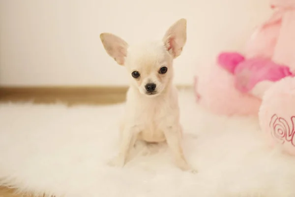 귀여운 아기 치와와 강아지 스위트 홈 룸, 실내, 흰색 카펫에 앉아 — 스톡 사진