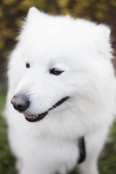 坐在美丽的白色萨摩耶犬品种 — 图库照片