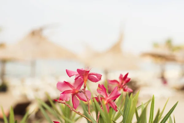 Fleurs floues et fond de plage. Flou abstrait belle baie avec parasol et chaise sur la mer et la plage — Photo