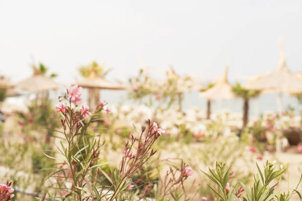 Flores borrosas y fondo de playa. Abstracto desenfoque hermosa bahía con sombrilla y silla en el mar y la playa — Foto de Stock