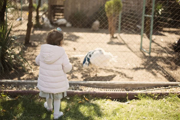 Niña con una chaqueta rosa y vestido en el zoológico alimenta pavos reales — Foto de Stock
