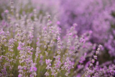 Lavanta yakın çekim. Arka plan bulanık
