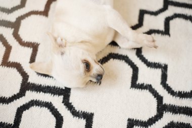 Şirin Chihuahua köpek İskandinav halı halı yerde oturur. Kapalı, güzel evim