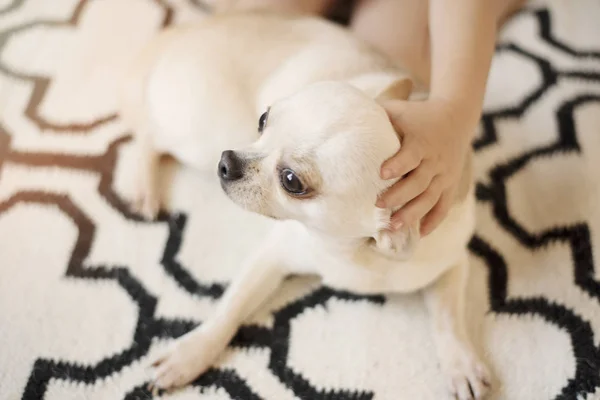 北欧ラグにかわいいチワワ犬座ってカーペット床と小さな女の子抱擁の手にそれ。屋内では、甘い家 — ストック写真