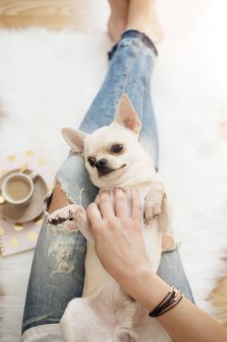 Ahşap zemin üzerinde beyaz kürk halı evde oturan ve şirin bir Chihuahua köpek okşama sıkıntılı kot giyen genç bir kadın. Altın parlak kadınsı Tema