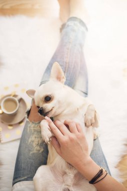 Ahşap zemin üzerinde beyaz kürk halı evde oturan ve şirin bir Chihuahua köpek okşama sıkıntılı kot giyen genç bir kadın. Altın parlak kadınsı Tema