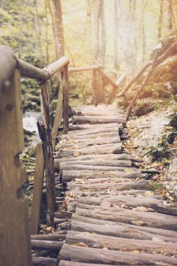 Sonbahar ormandaki köprünün ahşap yolu