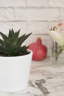 Beyaz bir tencerede sulu Aloe