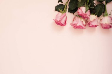 Pembe arka planda pembe güller sersemletiyor. Boşluğu kopyala, çiçek çerçevesi. Düğün, hediye kartı, sevgililer günü ya da anneler günü geçmişi