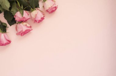 Pembe arka planda pembe güller sersemletiyor. Boşluğu kopyala, çiçek çerçevesi. Düğün, hediye kartı, sevgililer günü ya da anneler günü geçmişi