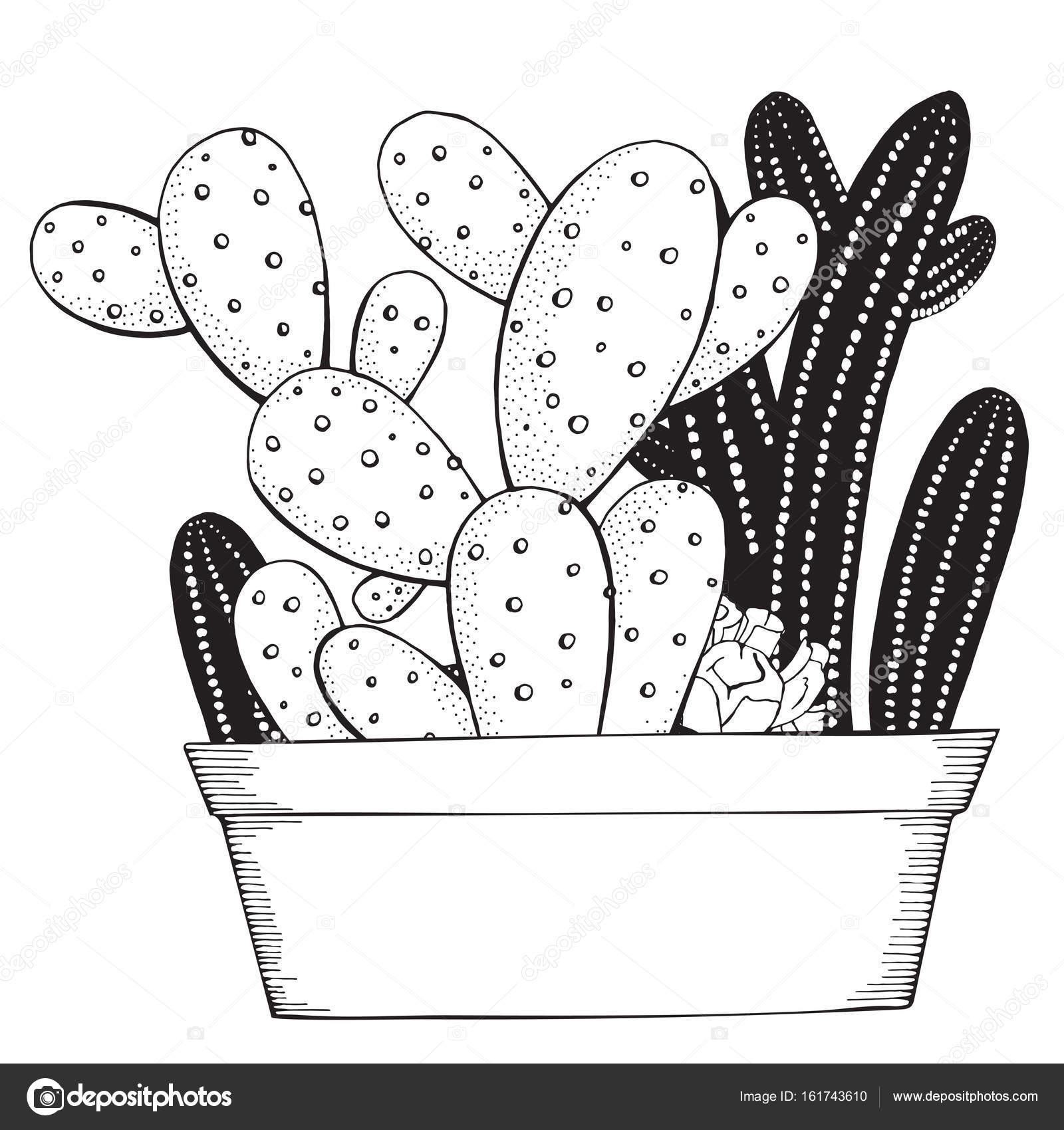 Vetores de Cactos E Plantas Suculentas Em Vasos Desenho De Vetor Preto E  Branco Para Colorir e mais imagens de Arte Linear - iStock