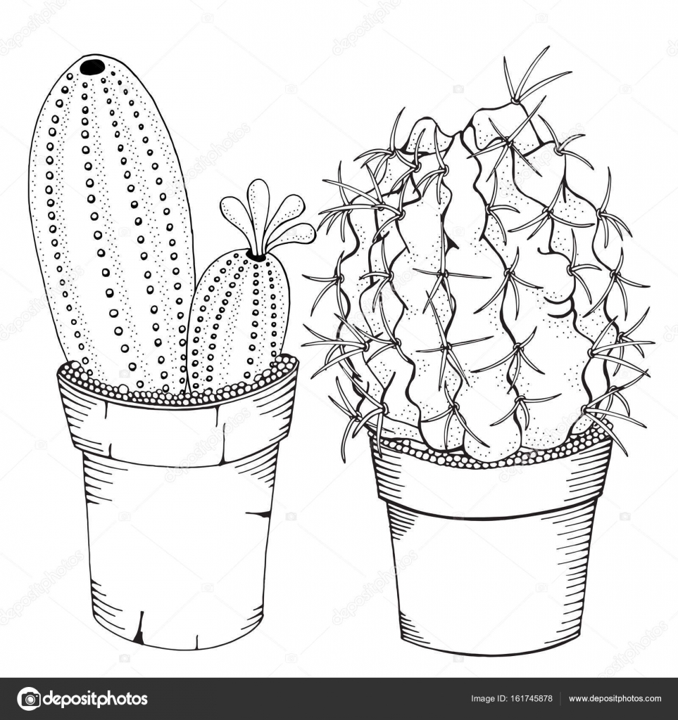 Hand Drawn Cactus Design Vector Download