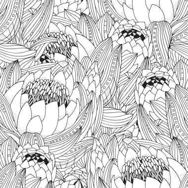 Protea flowers art clipart