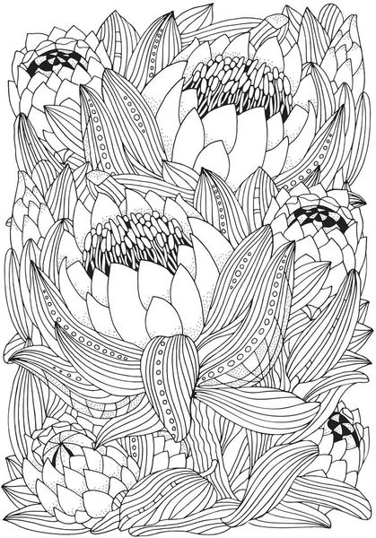 Protea flores arte — Vector de stock