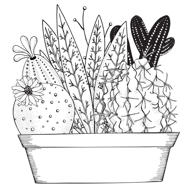 Tencere çizilmiş succulents el