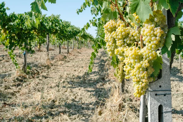 Bukiety z białych winogron — Zdjęcie stockowe