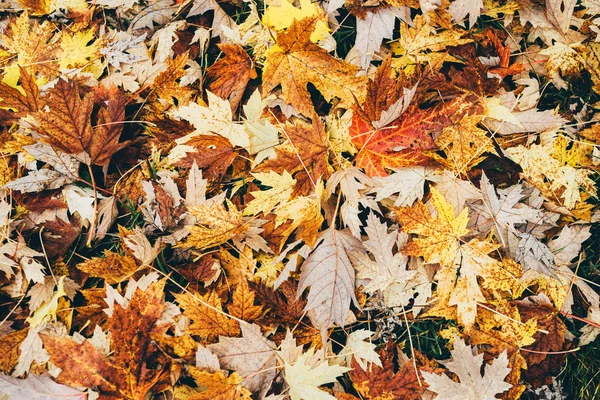 Hojas de otoño fondo — Foto de Stock