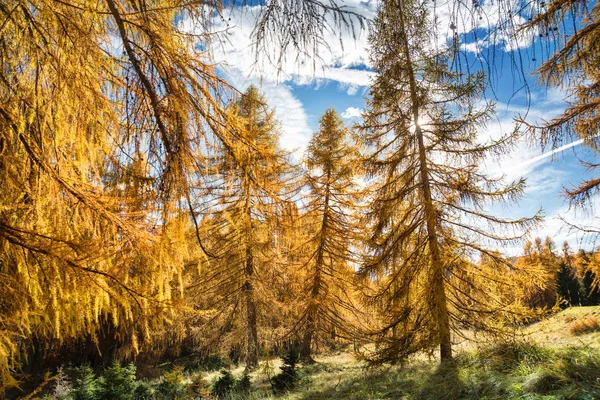 Модний ліс восени — стокове фото