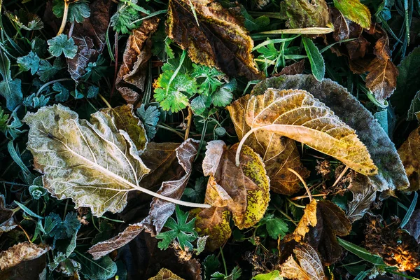 Foglie ghiacciate da vicino — Foto Stock