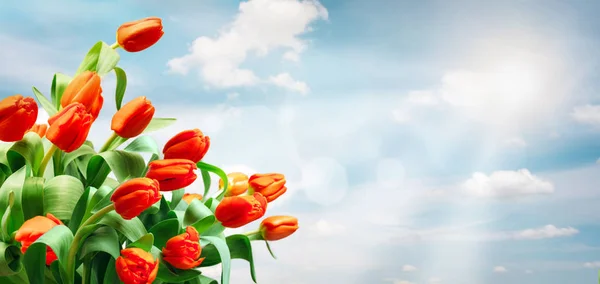 Tulpen am Himmel Hintergrund — Stockfoto