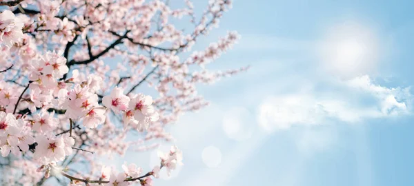 Fleurs de pêche sur ciel bleu — Photo