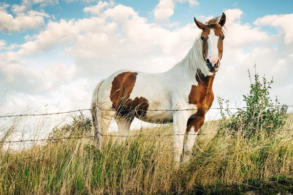 Cavallo su prato verde — Foto Stock