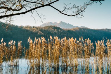 Levico Gölü, İtalya - Cortaderia selloana, halk arasında pampas otu olarak bilinir.