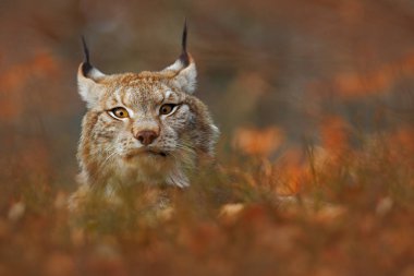 Vahşi kedi Lynx ormandaki