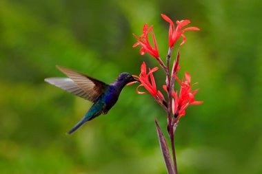 güzel sinek kuşu ve çiçekler